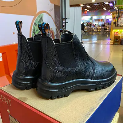 Jual Kent molucas berkualitas